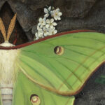 Moon: Luna Moth by S. C. Versillee