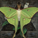 Moon: Luna Moth by S. C. Versillee