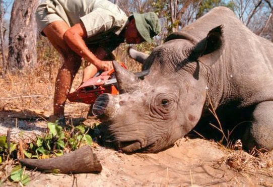 A Tranquilized Rhino has its horn removed to protect it from poachers.